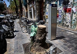 La palmera, ya talada por los bomberos tras la caída.