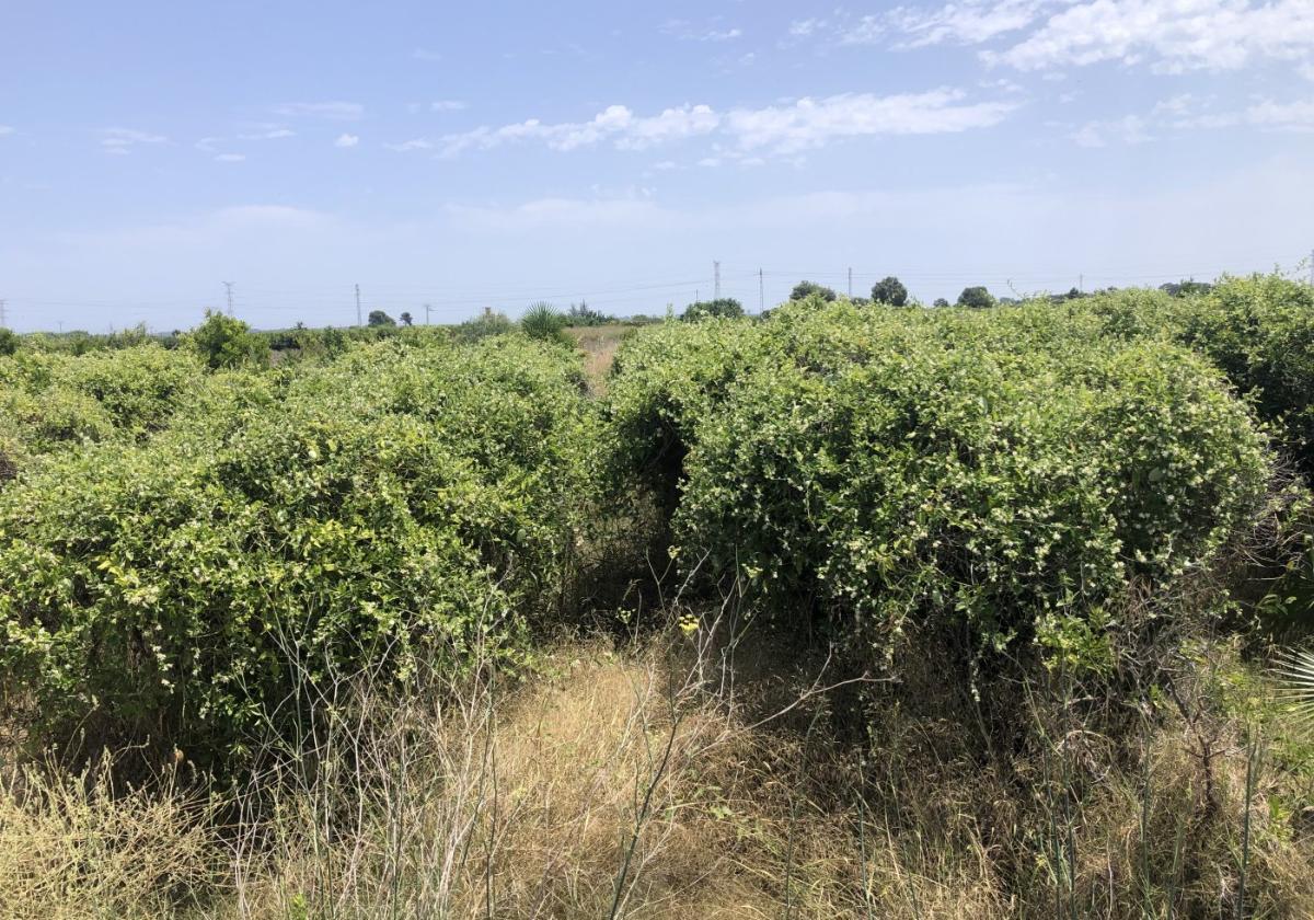 Naranjos repletos de Miraguano en Silla.