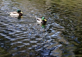 Dos aves en el parque natural.