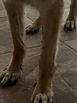 Un perro con varios mosquitos sobre él.