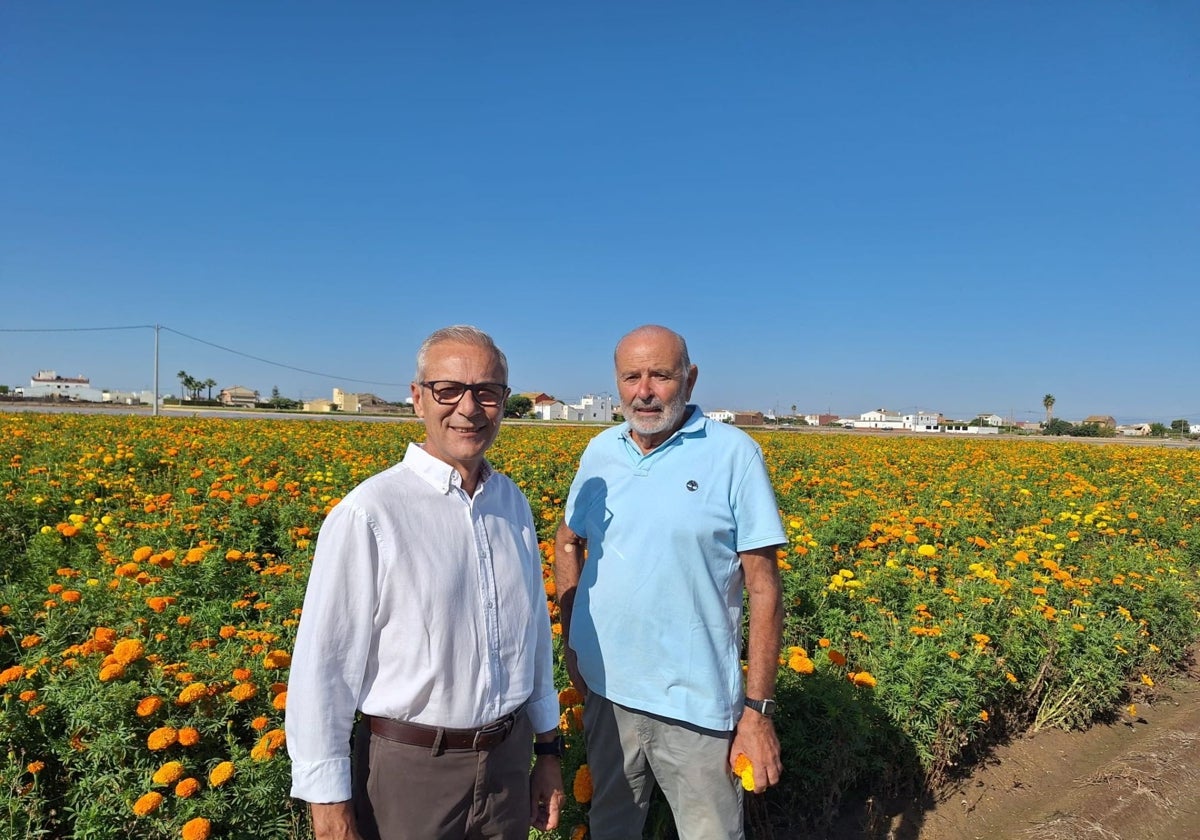 Santiago Ballester, concejal de Fallas, en su visita a uno de los campos de clavelones.
