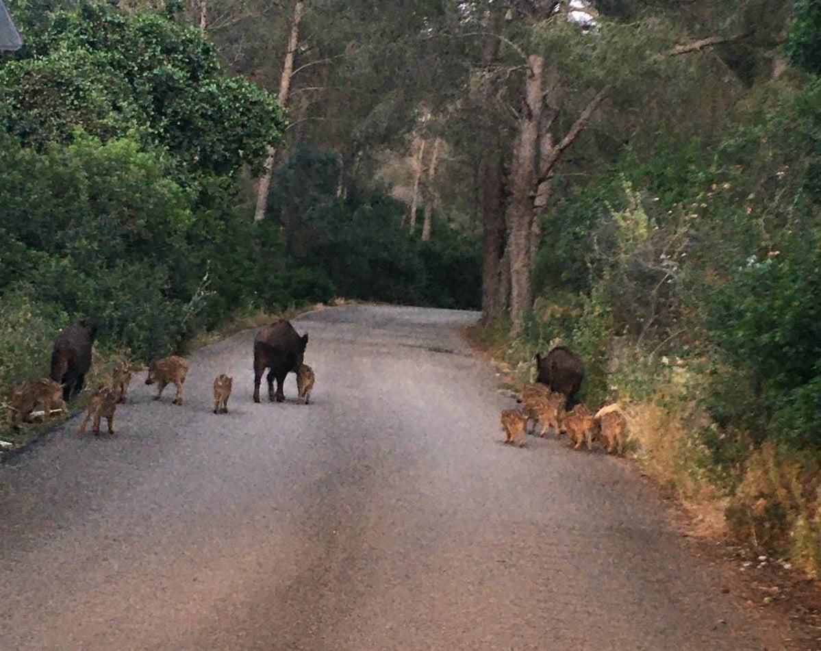 Varios ejemplares paseando por la carretera de la Colonia.