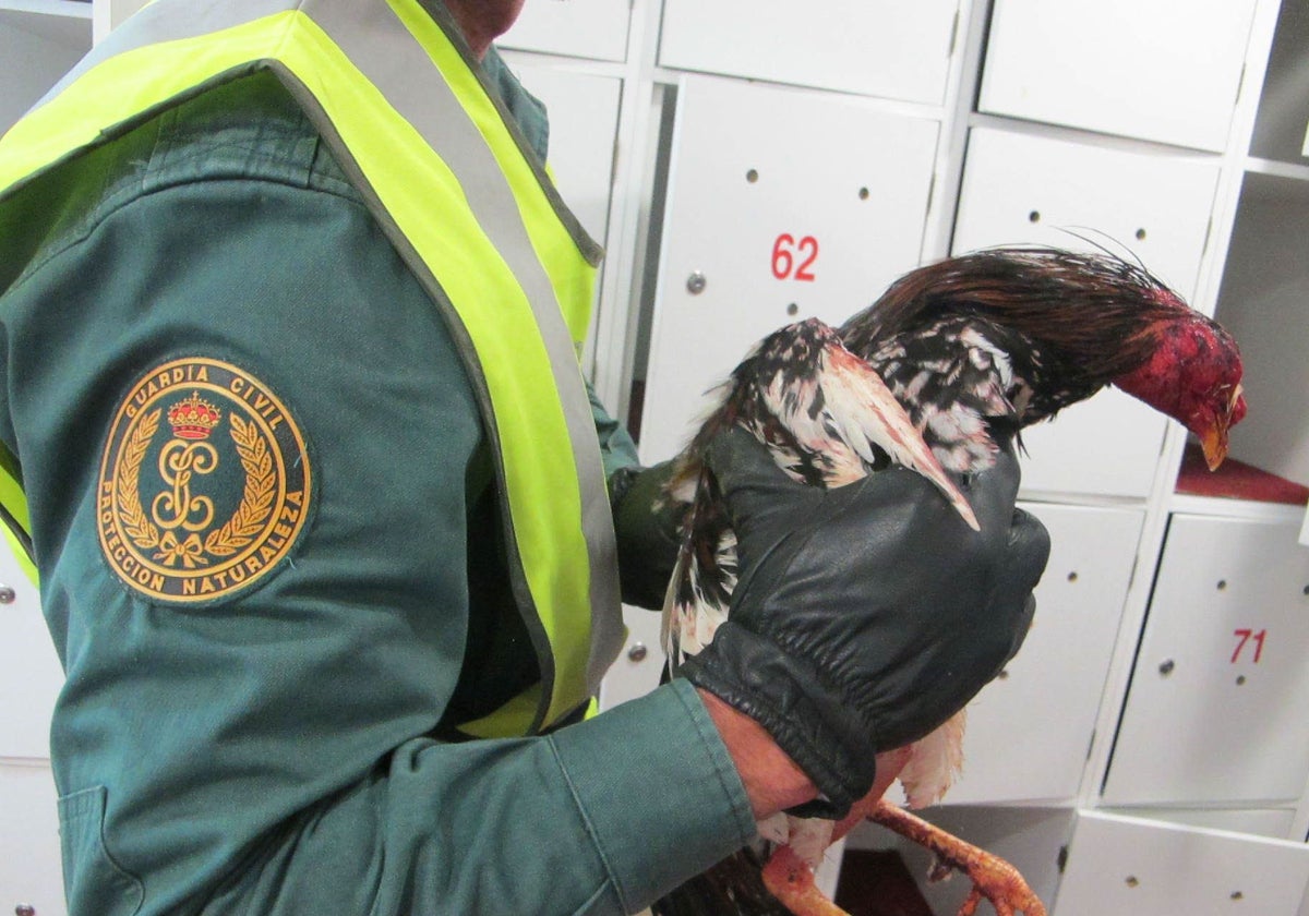 La Guardia Civil intervino 50 gallos a los que habían amputado la cresta para participar en las peleas.