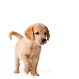 Cachorro raza Golden Retriever