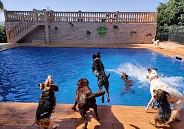 Canes bañándose en la piscina de Residencia EcoCan