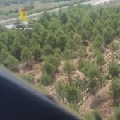 La plantación detectada.