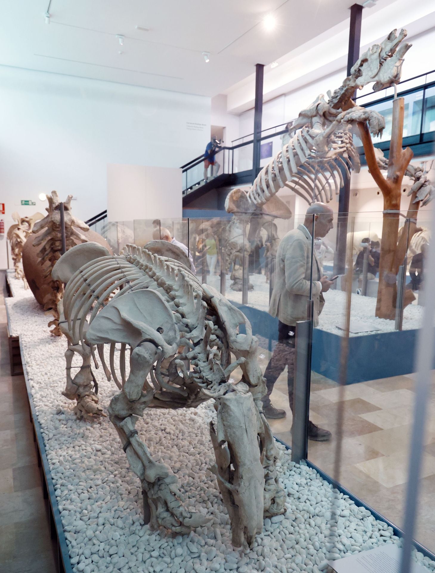 Así es el nuevo museo de Ciencias Naturales de Valencia