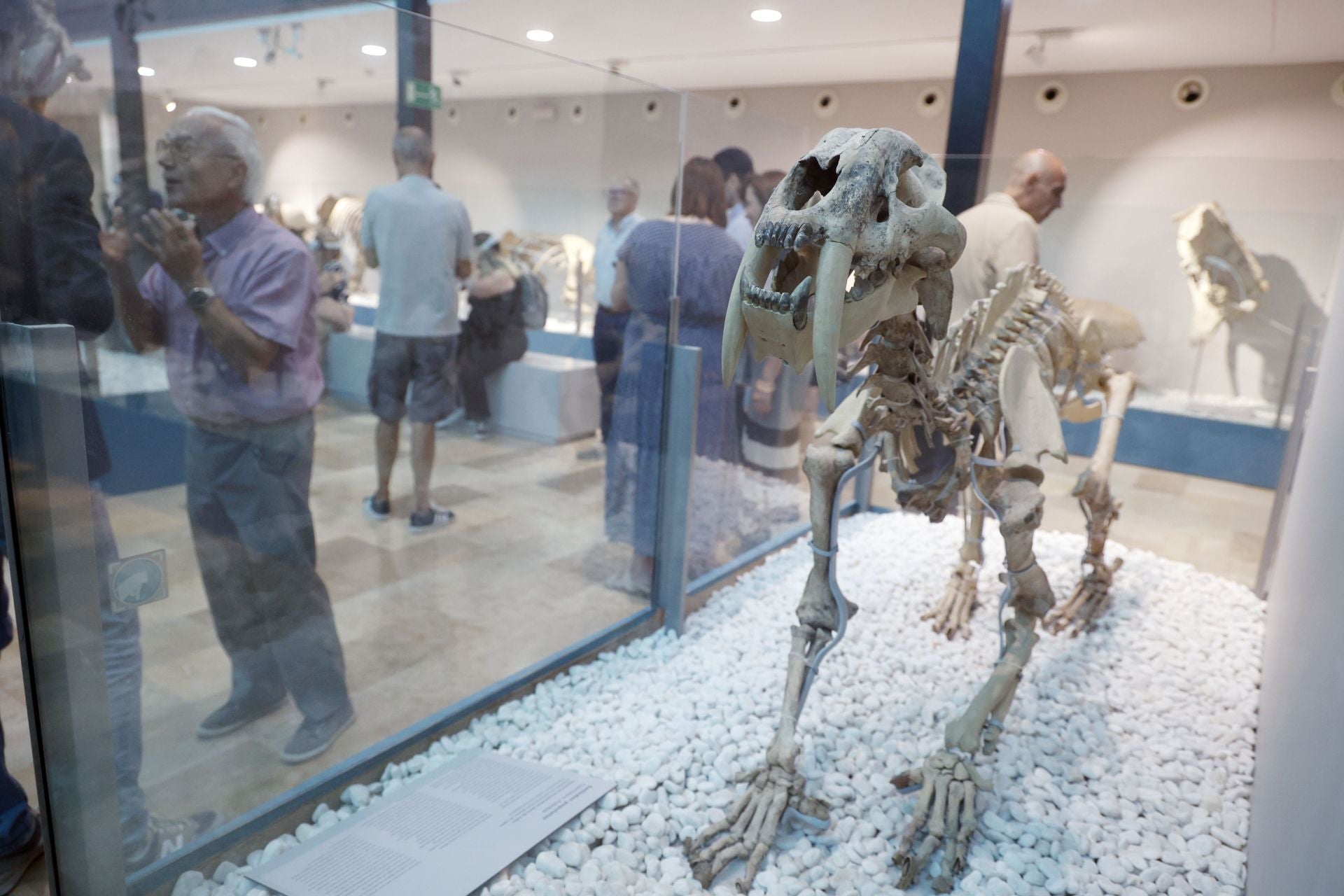 Así es el nuevo museo de Ciencias Naturales de Valencia