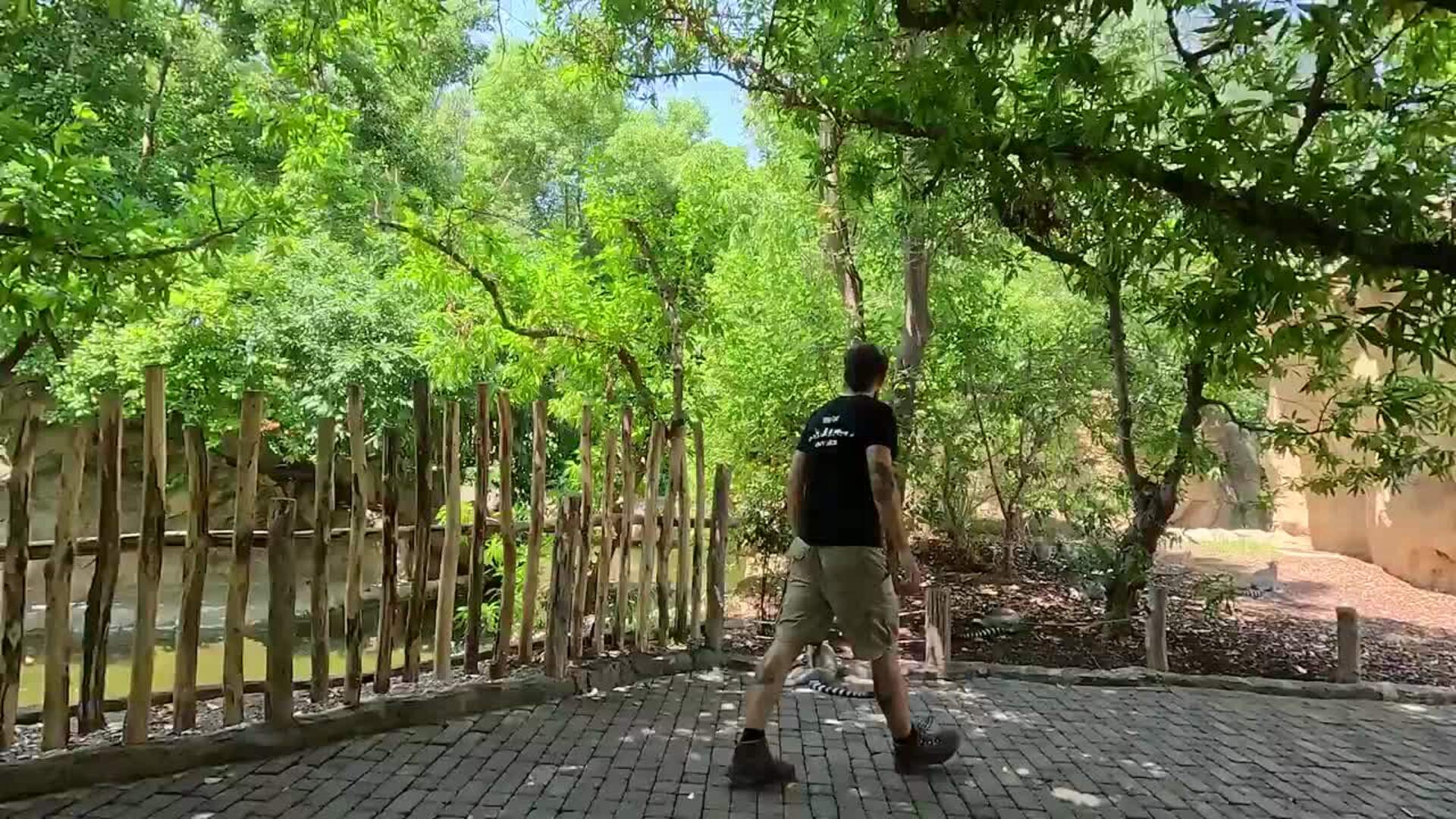 Un lémur de collar rojo, una especie en peligro de extinción, llega al Bioparc Valencia