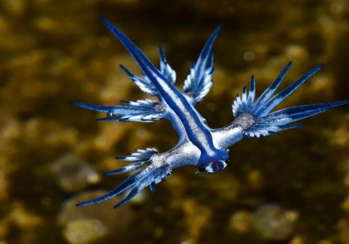 Un ejemplar de dragón azul.