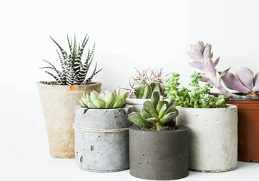 El truco para que las plantas se mantengan frescas y regadas mientras estamos de vacaciones