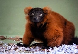 Una de las especies en «peligro crítico de extinción» llega a Bioparc Valencia