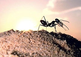 Hormiga posada en un montículo del desierto salino de Túnez