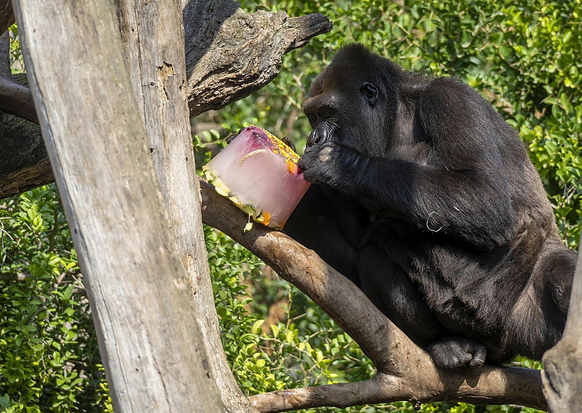 Imagen secundaria 1 - Animales del Bioparc, con los refrescantes helados.