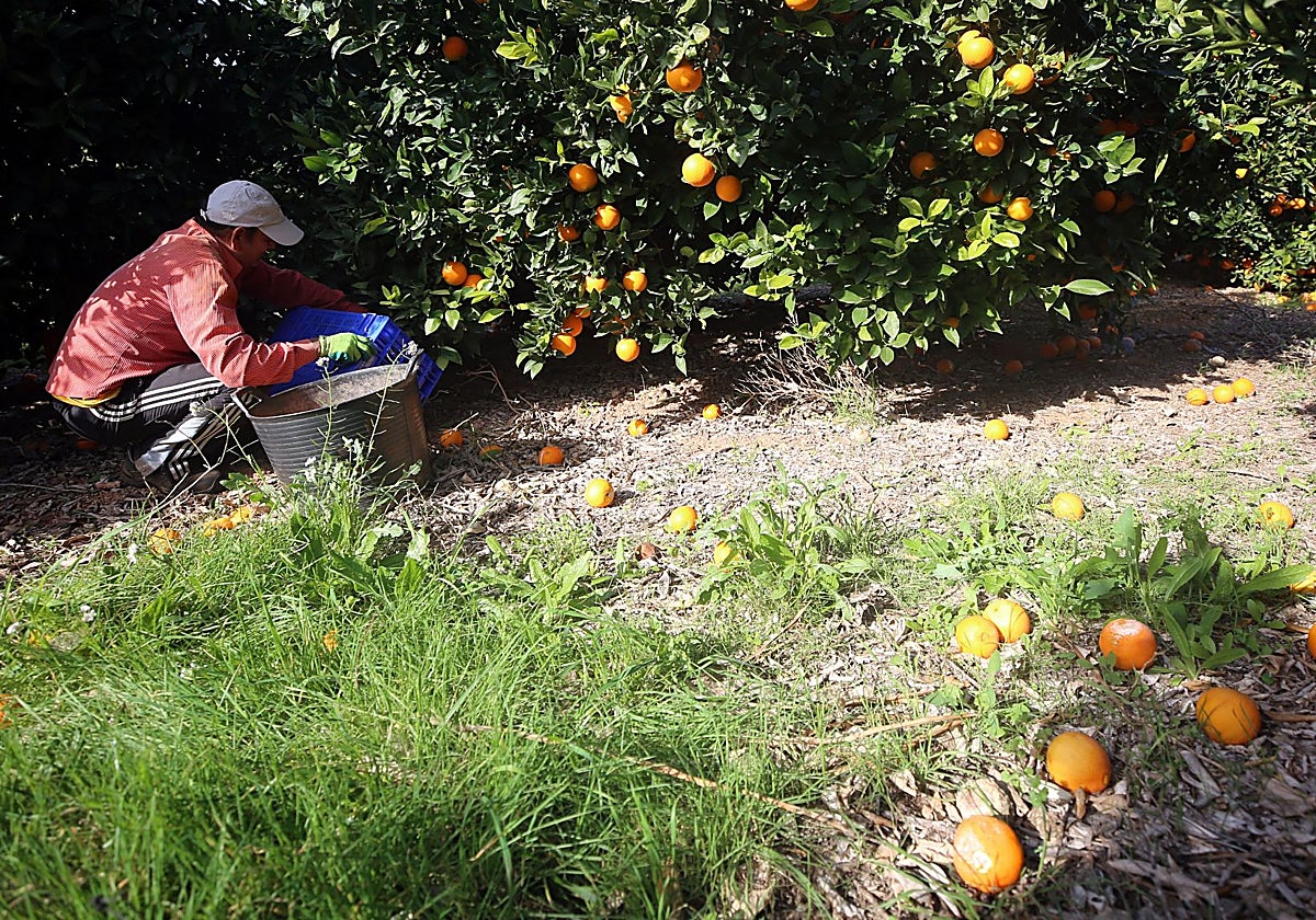 'Collidors' de naranjas en Llíria.
