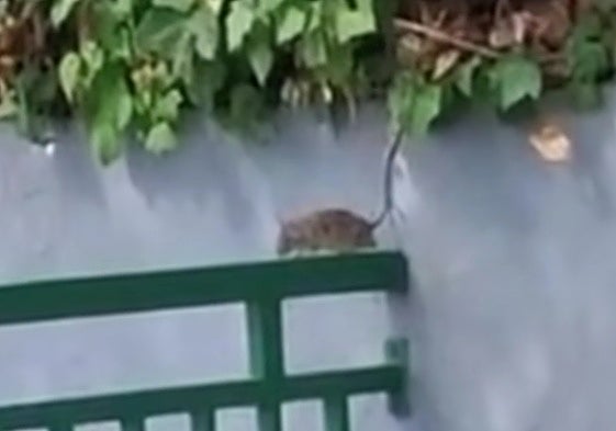 Una rata se pasea por la barandilla de la piscina.