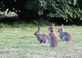 Imagen de archivo de conejos de monte.