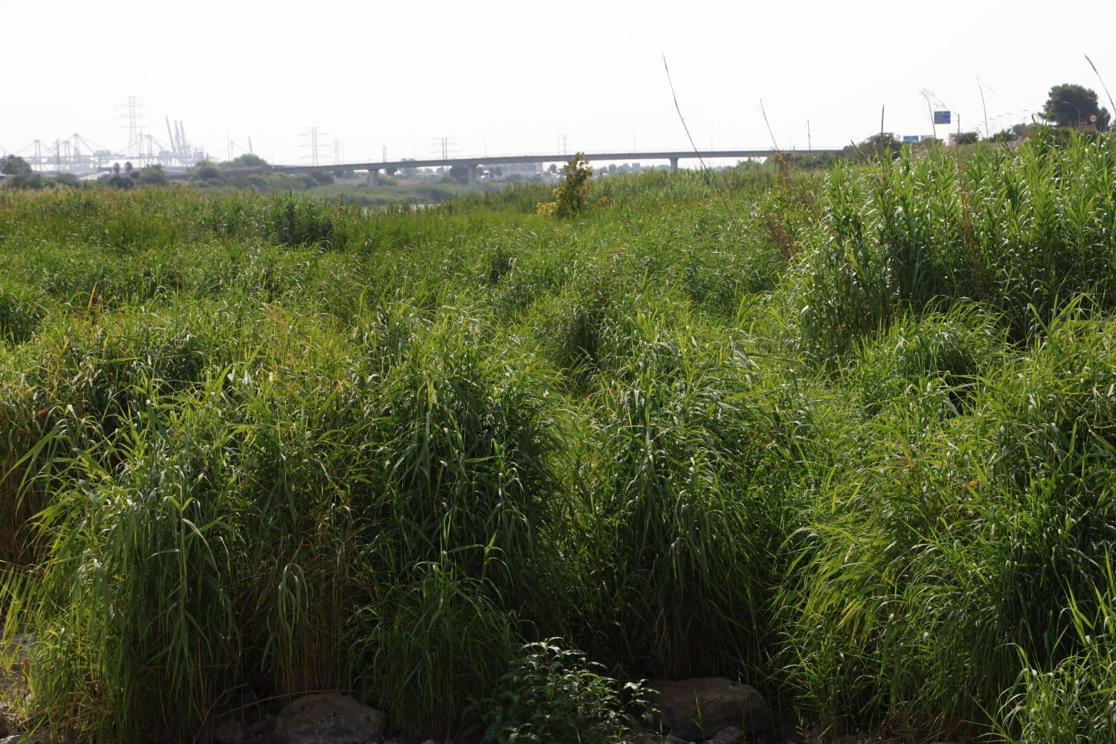 El Ayuntamiento de Valencia limpia el cauce del río ante el retraso de la CHJ