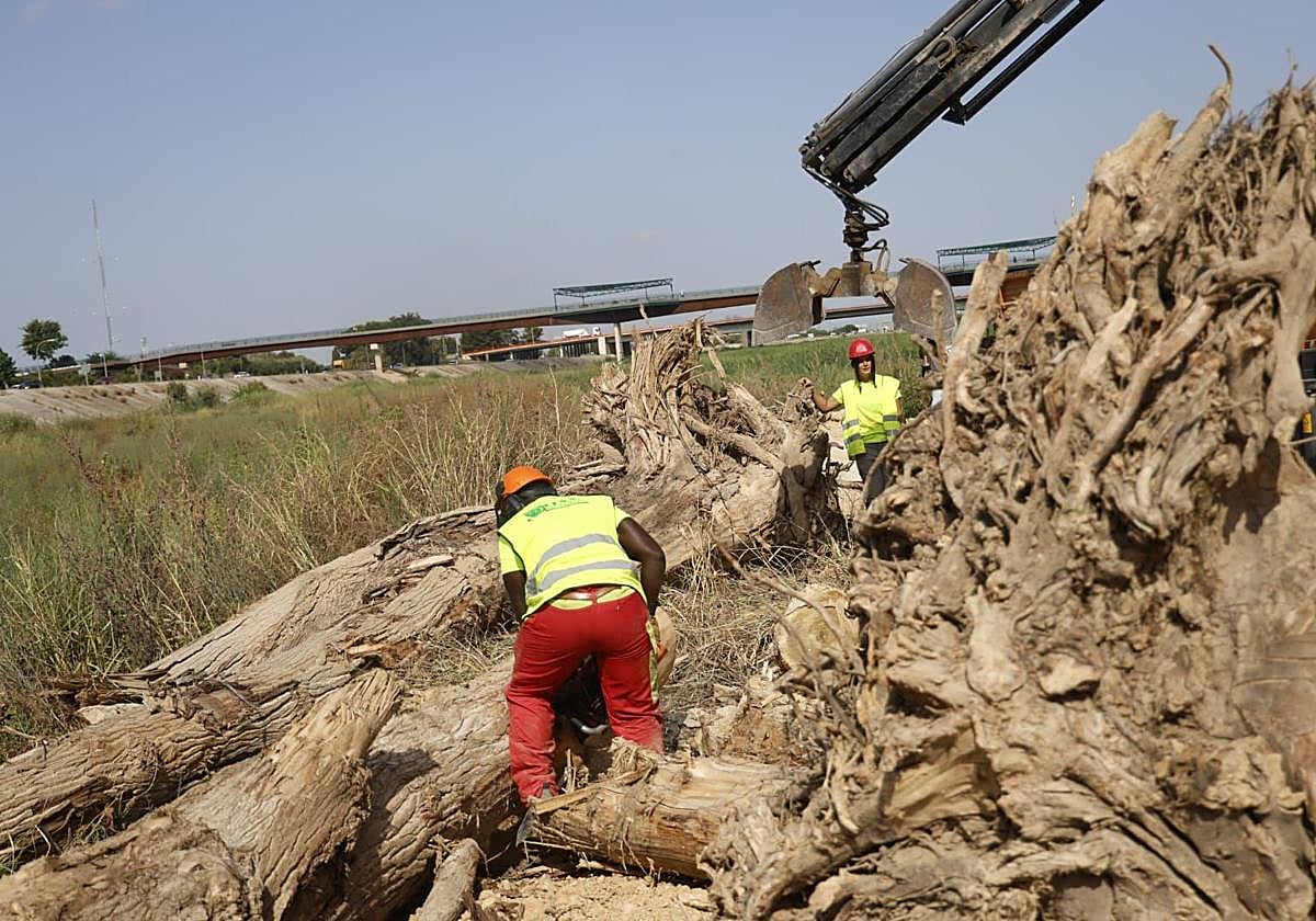 El Ayuntamiento de Valencia limpia el cauce del río ante el retraso de la CHJ