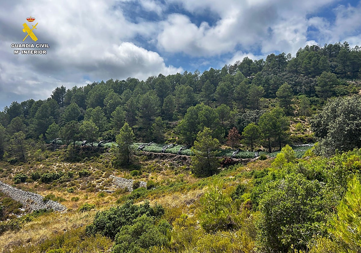 Imagen principal - Desmantelada una plantación de marihuana en medio de un paraje de difícil acceso en Bicorp
