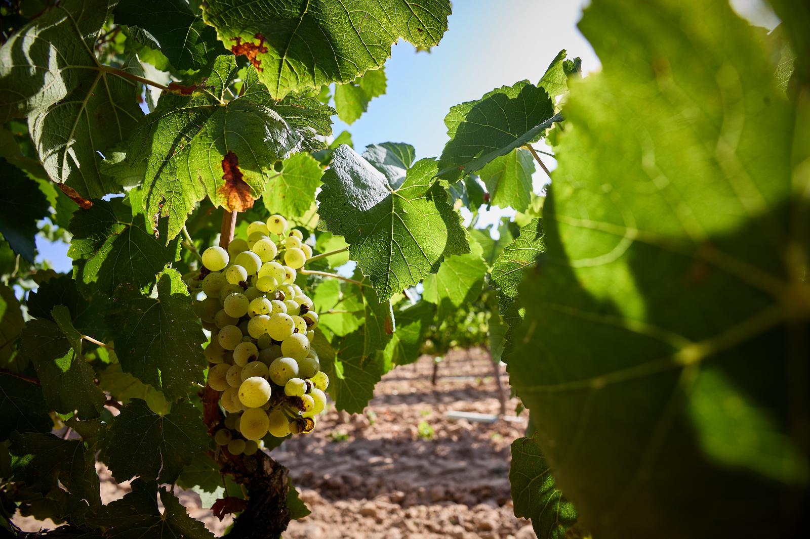 Imagen secundaria 2 - Arriba, las primeras uvas que han llegado a la Cooperatia La Víña. Abajo, el presidente de la bodega, José Fita y a la derecha, detalle de un racimo de Chardonny.