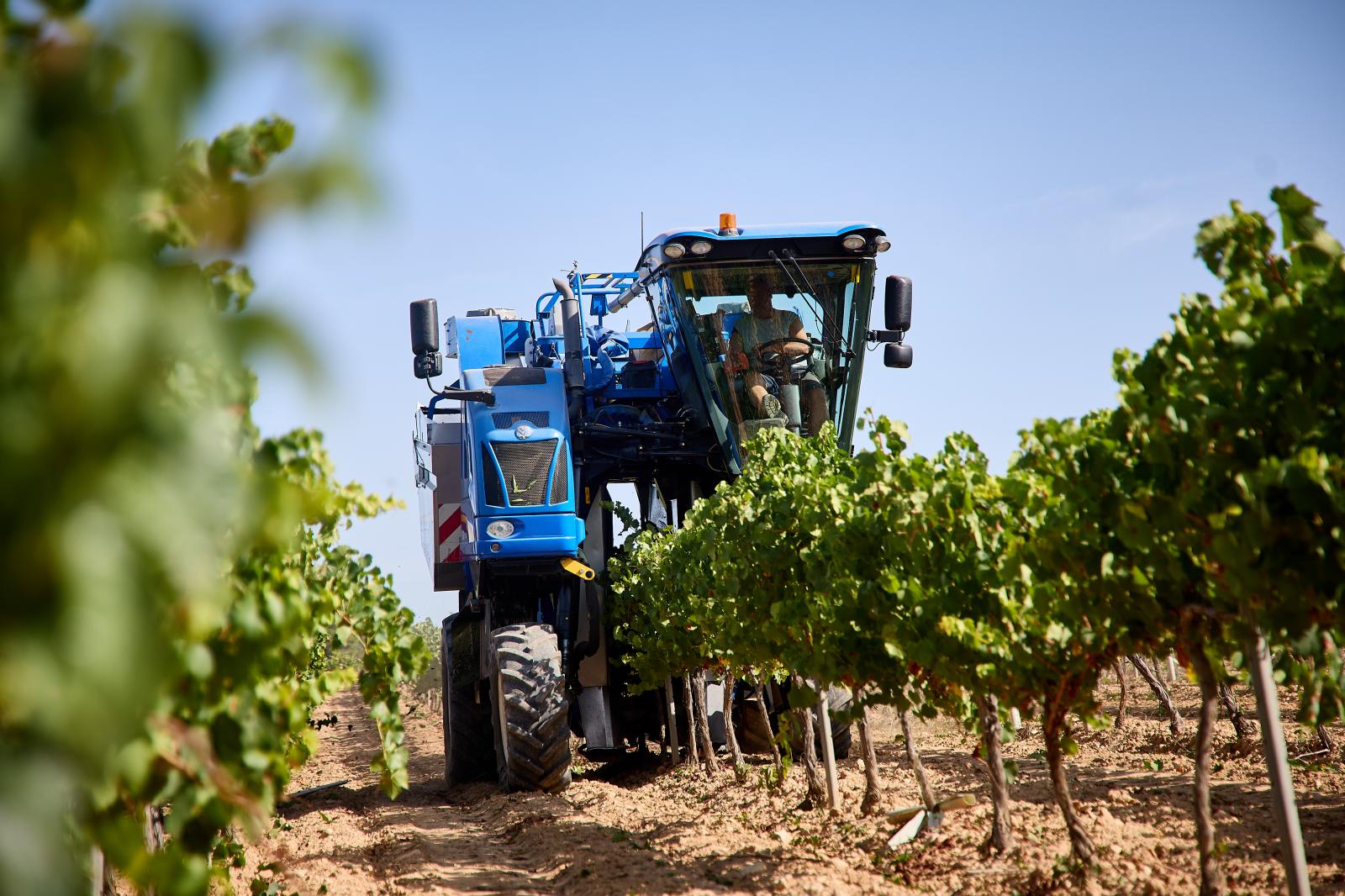 La máquina vendimiadora que actualmente se utiliza para recolectar la uva.