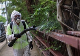 Virus chikungunya: qué es, cuáles son los síntomas y el tratamiento