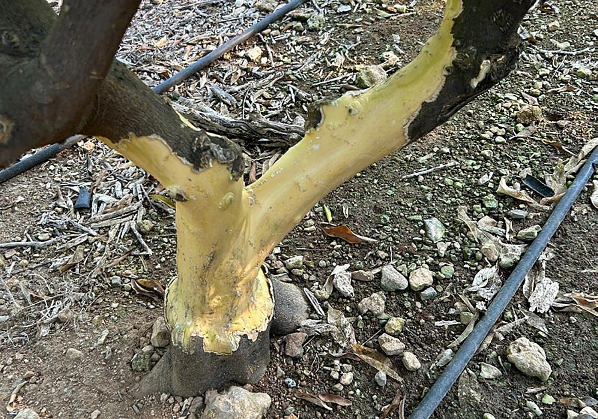 Tronco de naranjo roído por conejos. Sin el floema (la piel), no circula la savia elaborada: el árbol muere.