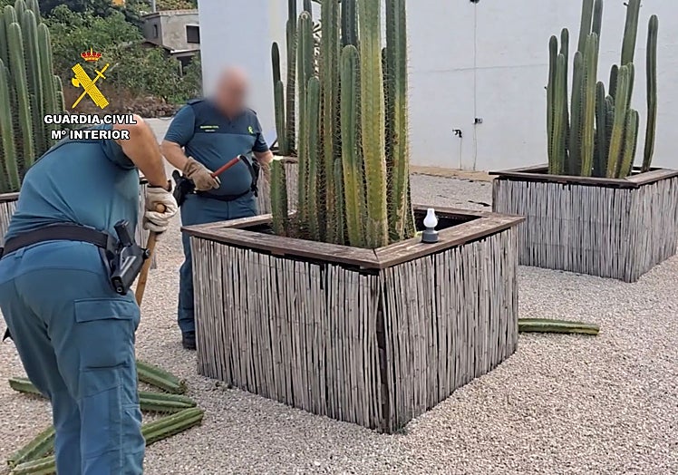 Otro de los rituales era el del cactus de San Pedro para purificar el cuerpo.