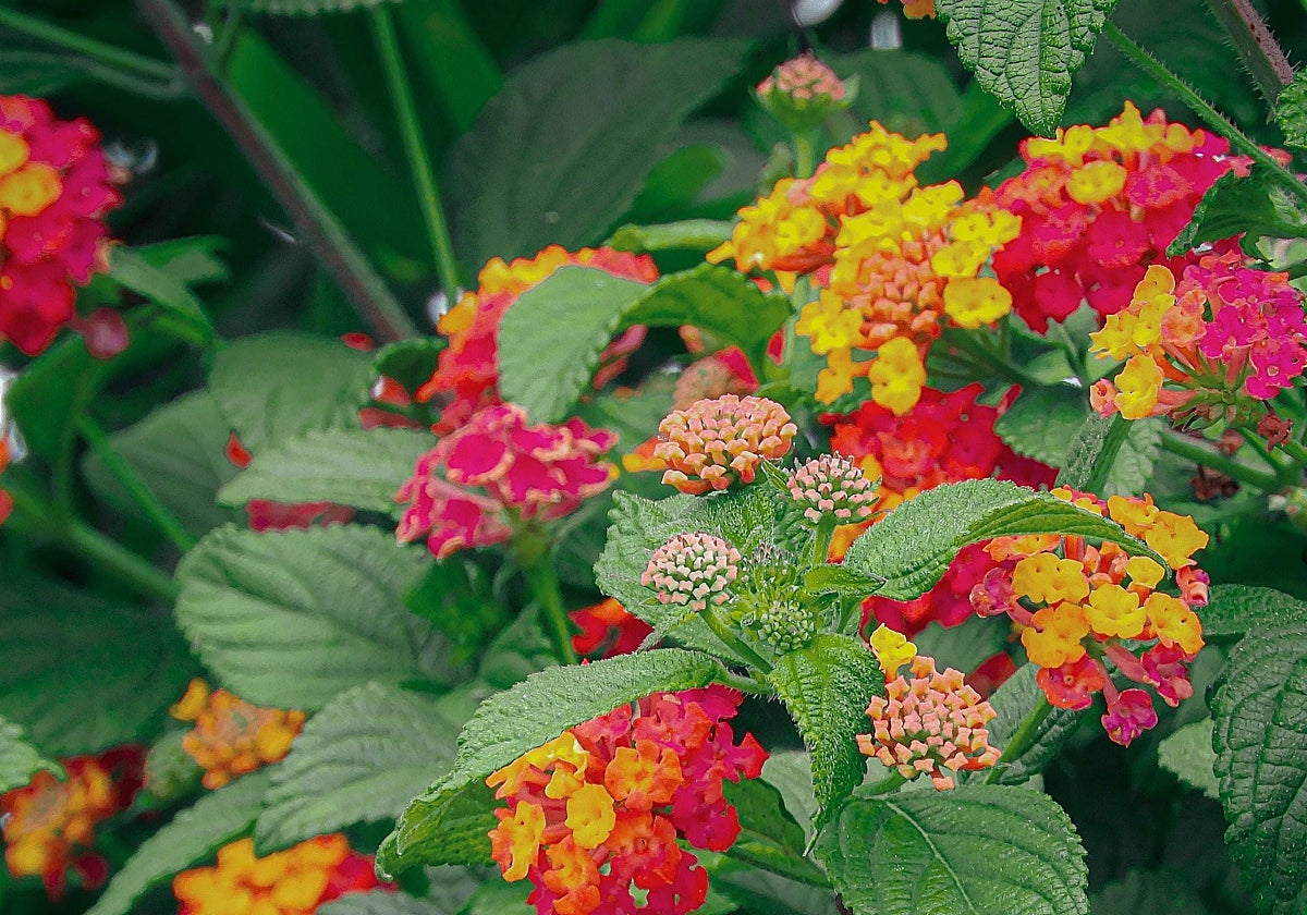 La planta resistente y colorida que aporta vida y no requiere apenas cuidados