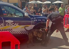 Perros entidroga en las fiestas de Almàssera.