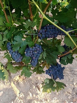 Racimos de uvas
