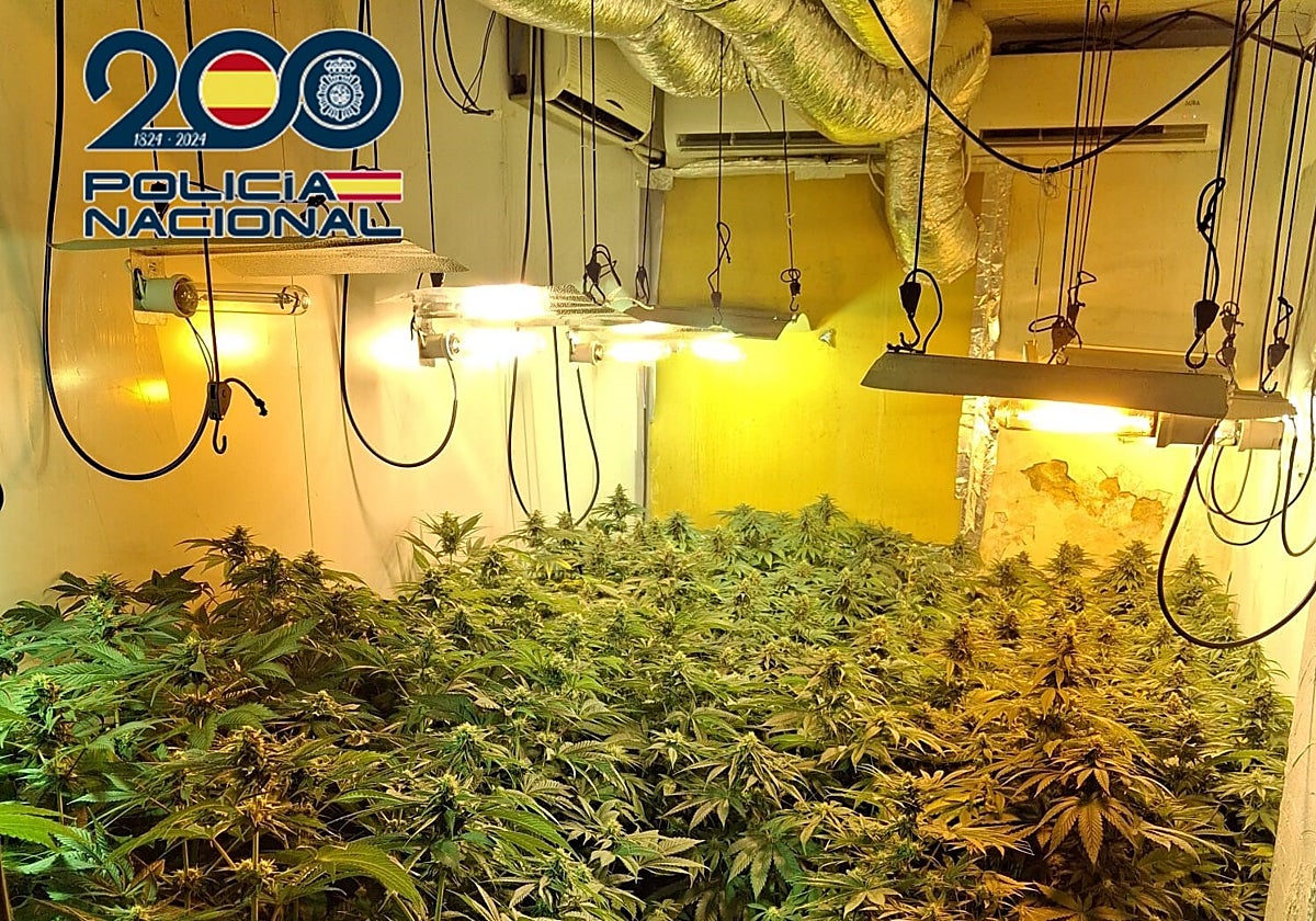 Una de las plantaciones de marihuna que tenía el detenido en Xirivella.