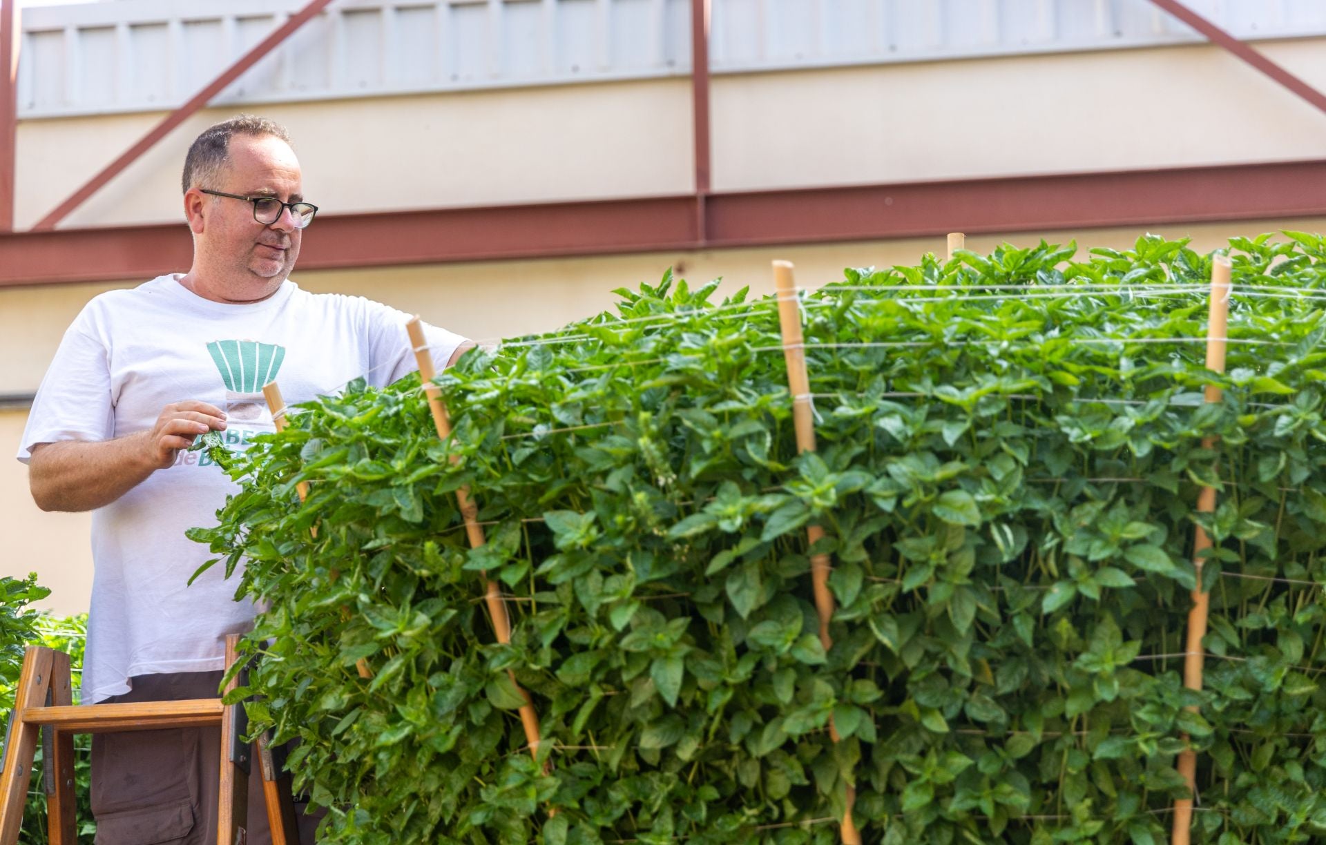 Fotos | La fiesta de les alfabegues en Bétera