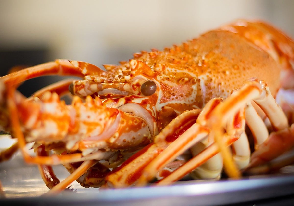 Langosta de la lonja de Denia.