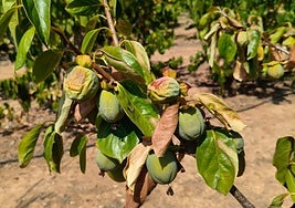 Caquis dañados por la falta de agua.