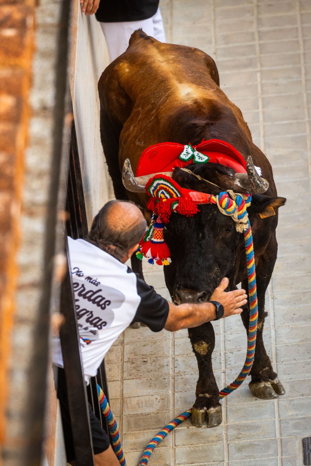 El Torico ya corre por las calles de Chiva como bálsamo contra la dana