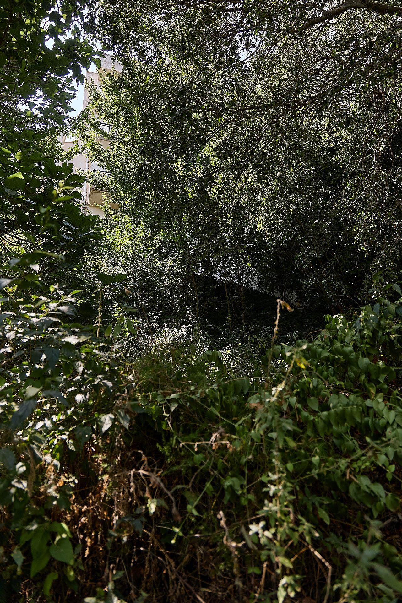 La maleza que invade las viviendas en Riba-roja