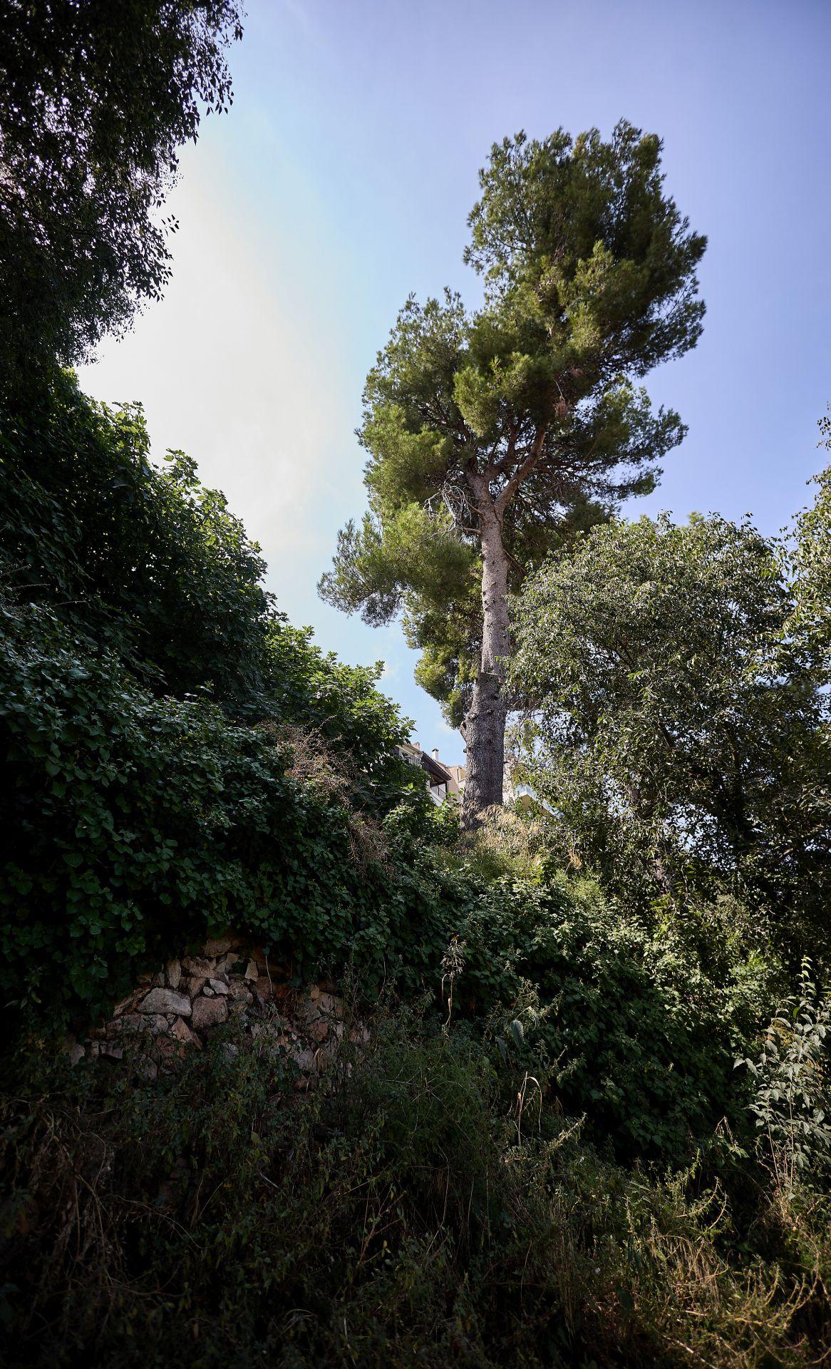La maleza que invade las viviendas en Riba-roja