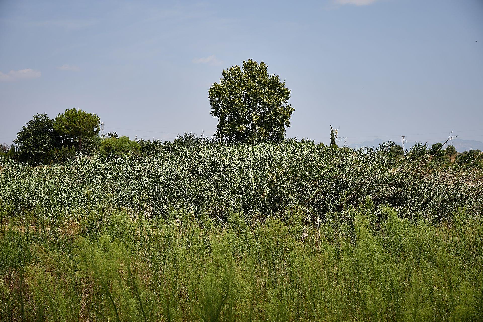 La maleza que invade las viviendas en Riba-roja