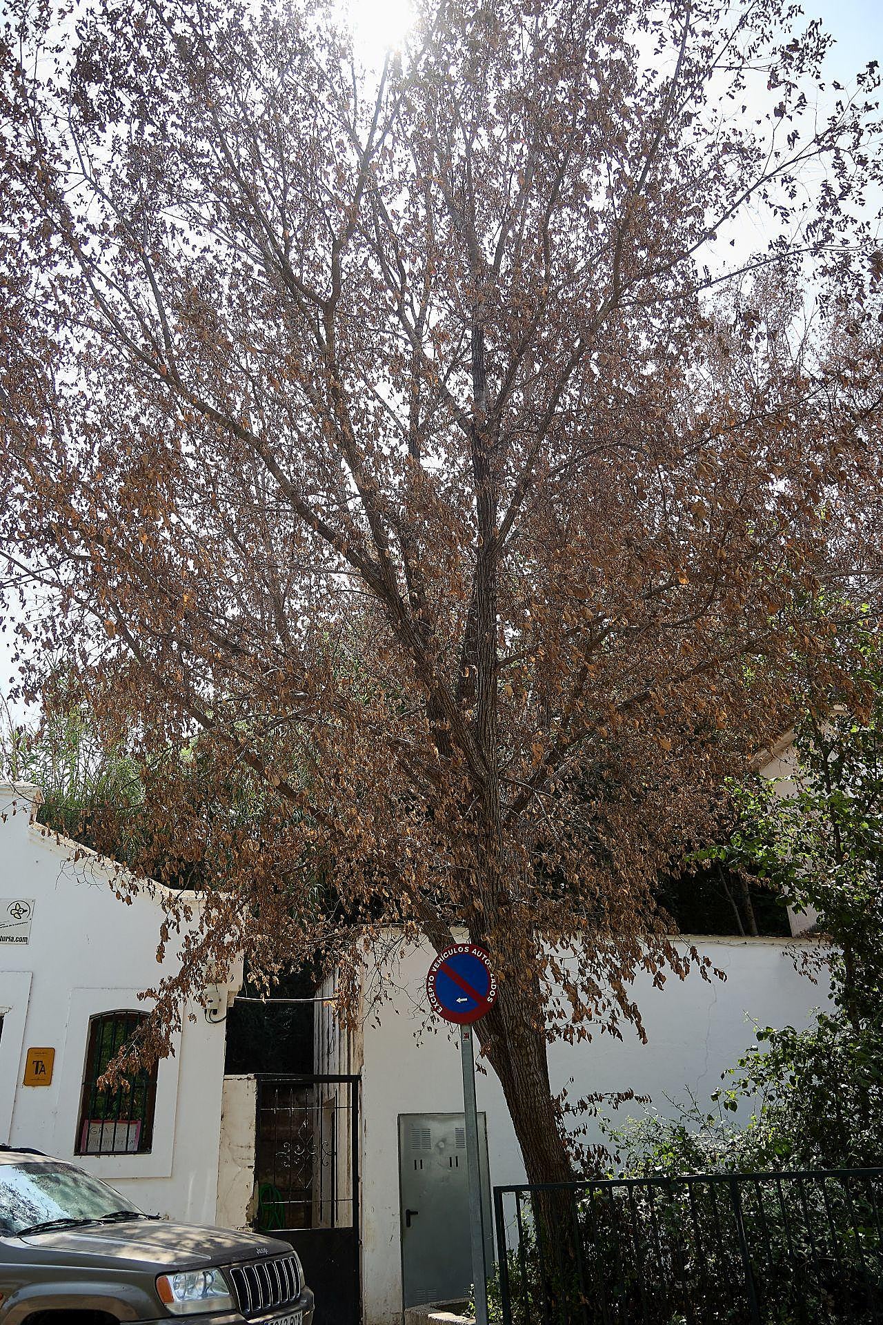 La maleza que invade las viviendas en Riba-roja