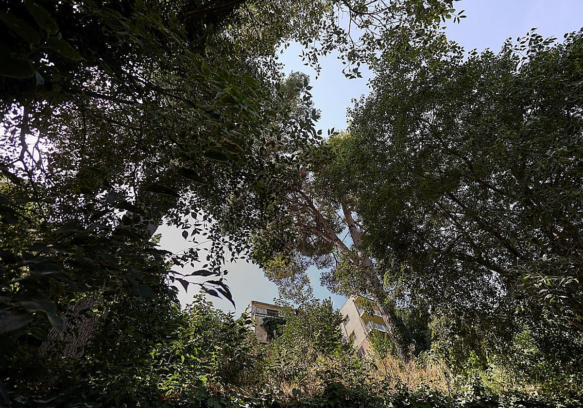 Vecinos de Ribarroja alertan del riesgo de incendio que tiene la vegetación que ha crecido incontrolada junto a sus casas