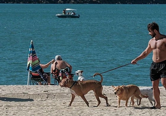 Perros disfrutando de su espacio en la playa