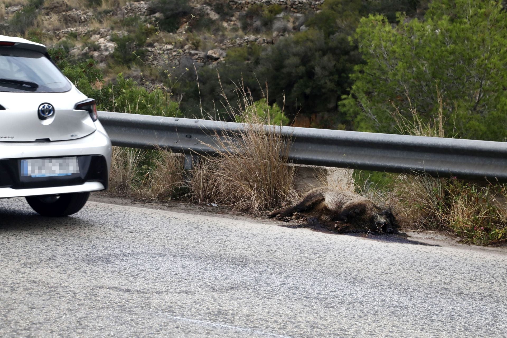Un jabalí muerto, hoy, en la cuneta de la carretera de Les Planes, que conecta Dénia y Xàbia.