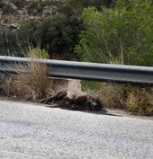 Un jabalí muerto, hoy, en la cuneta de la carretera de Les Planes, que conecta Dénia y Xàbia.