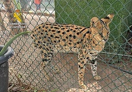 Imagen de animales exóticos en cautiverio.
