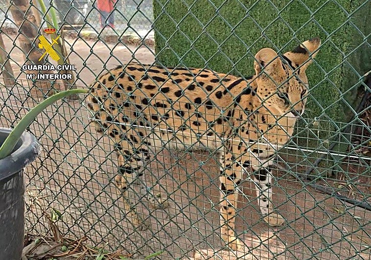 Imagen de animales exóticos en cautiverio.