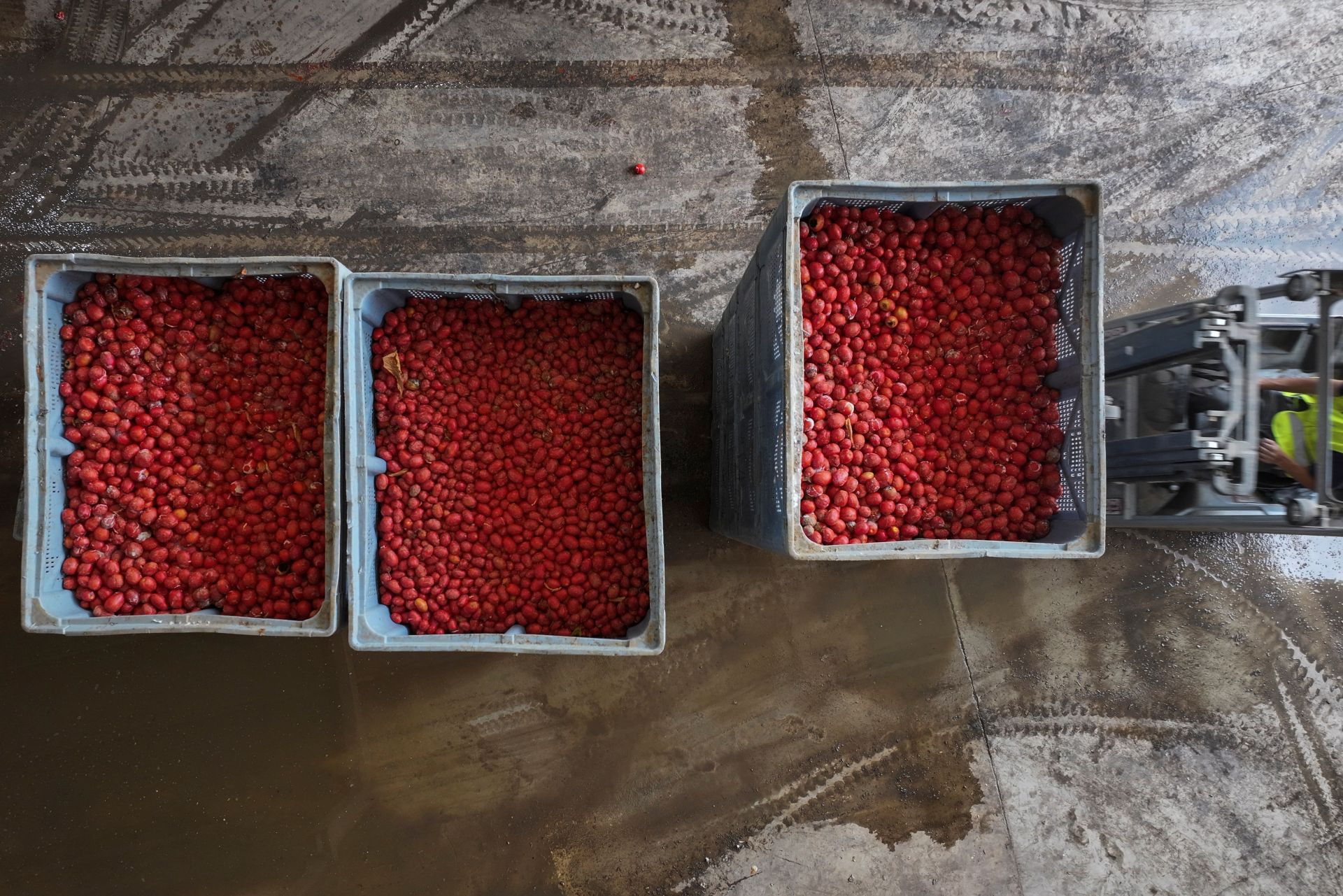 FOTOS | Tomatina de Buñol 2025