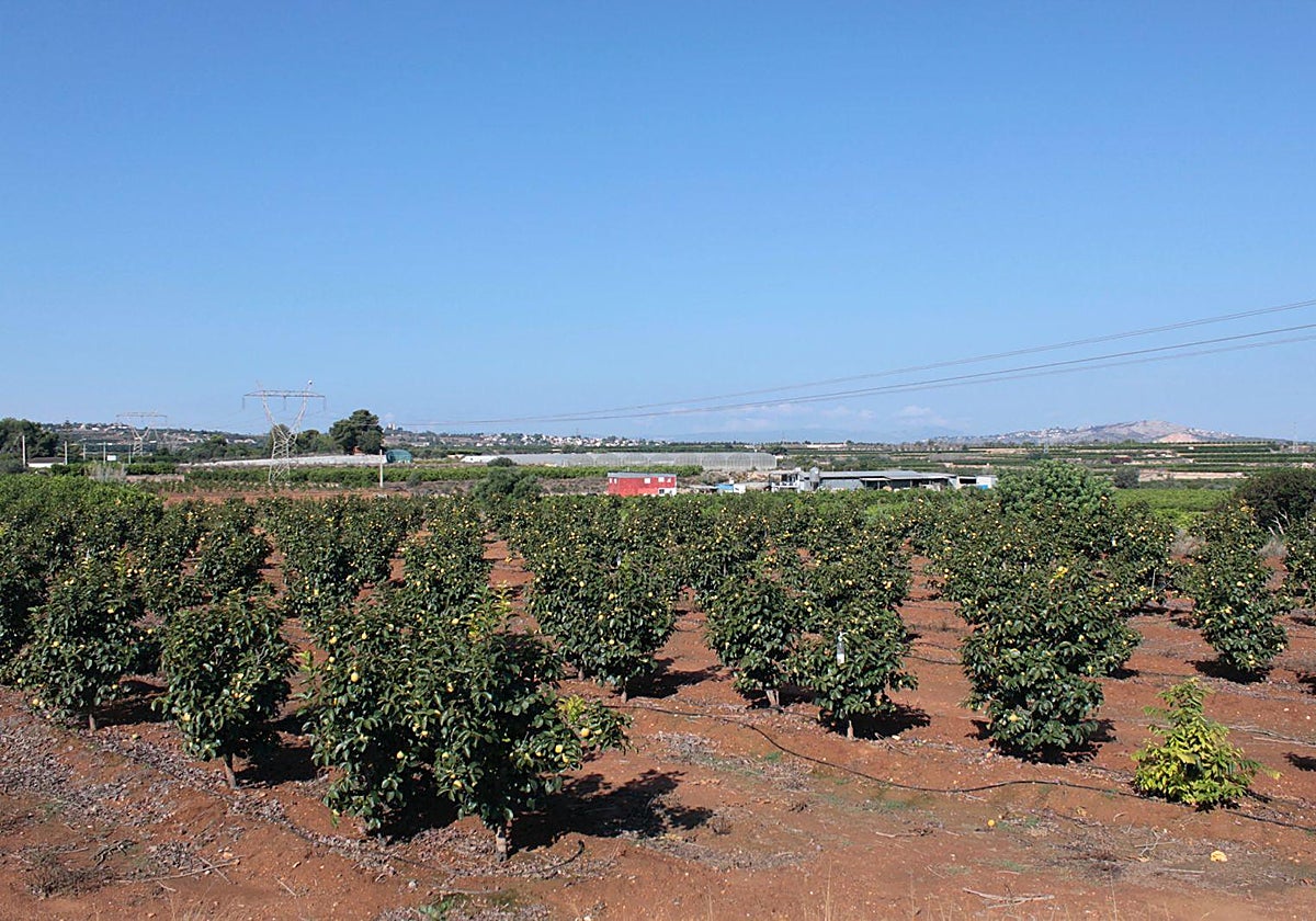 Campo de naranjos de Picassent.