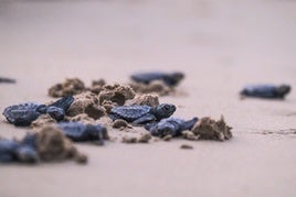 Suelta de crías de tortuga boba en Elche